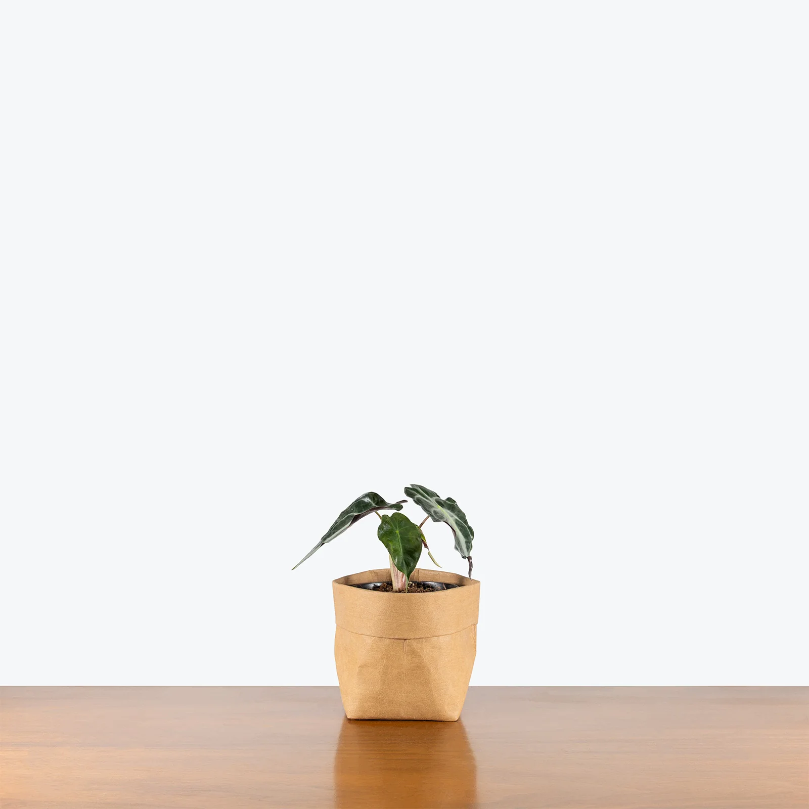 Plant Care A
